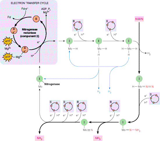 Overview Of Nitrogen Metabolism